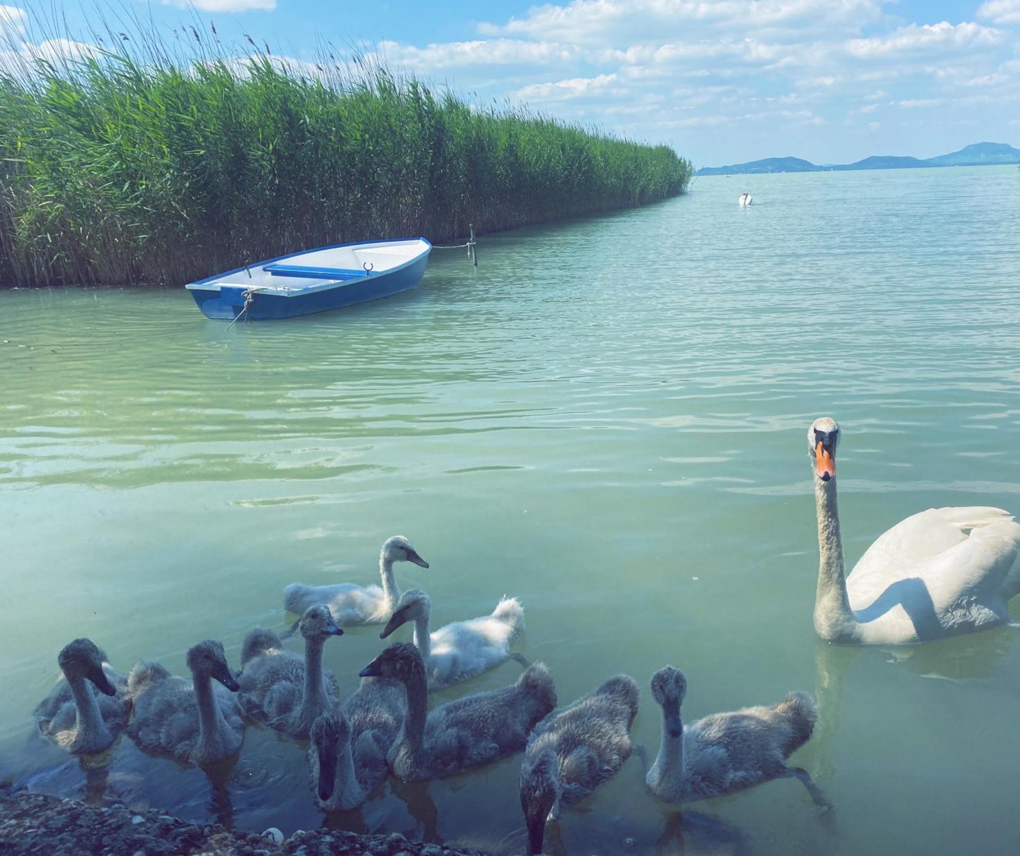 Balaton A Kertben - Balaton In The Garden - Beachfront Houses With Beautiful View, Private Beach Balatonfenyves Εξωτερικό φωτογραφία